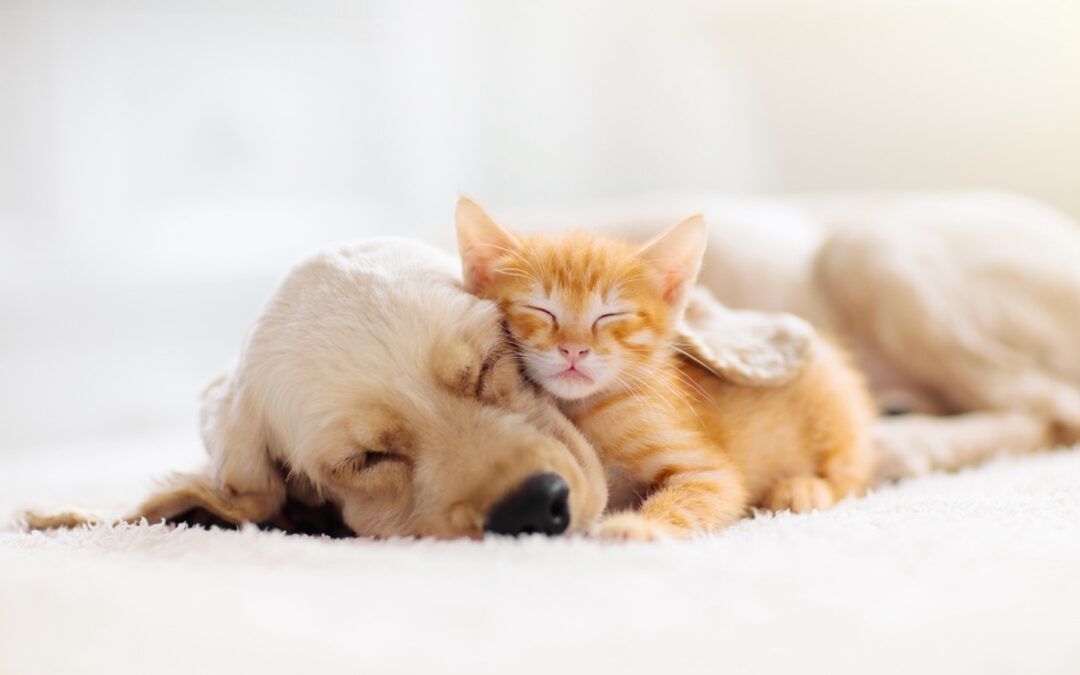 Pets And Estate Planning